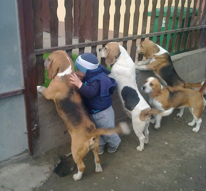 Beagles peeking thru the fence with a kid