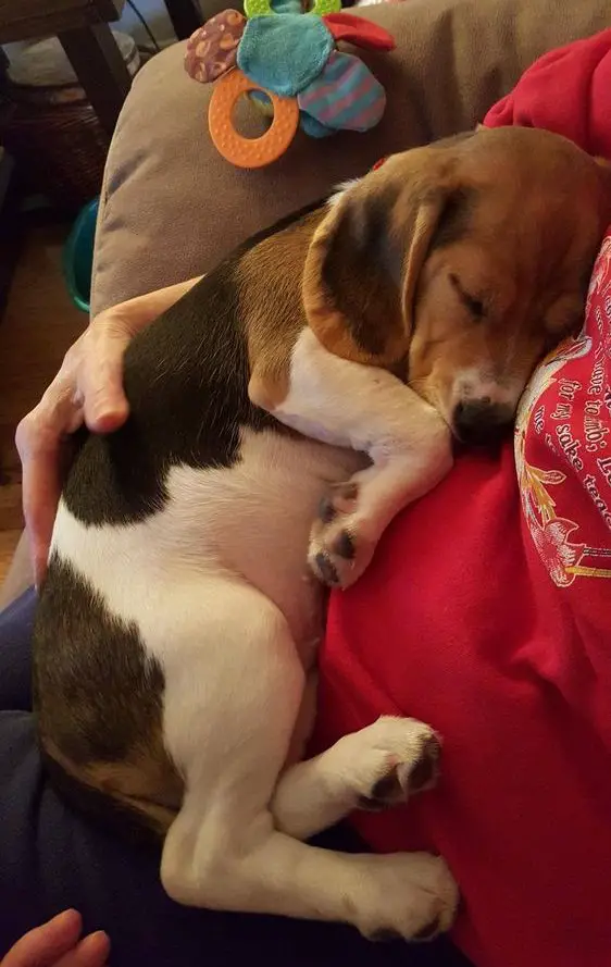 Beagle dog snuggled upsleeping with its owner