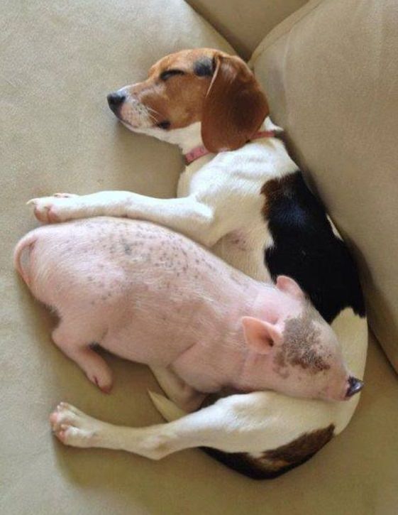 Beagle dog sleeping with a pig