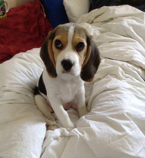 Beagle puppy sitting in bed