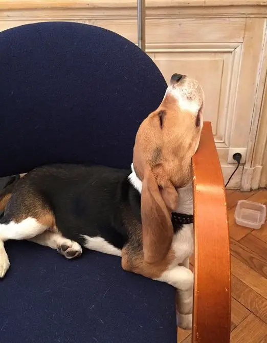 Beagle dog sleeping on a chair in weird position