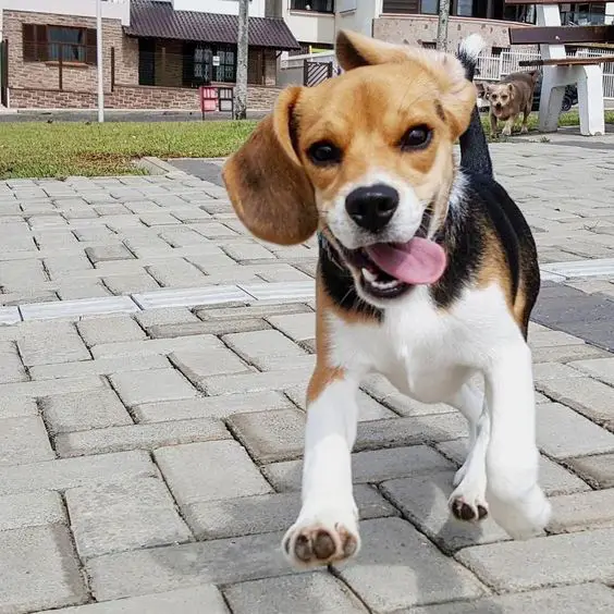 running Beagle outdoors with its tongue sticking out