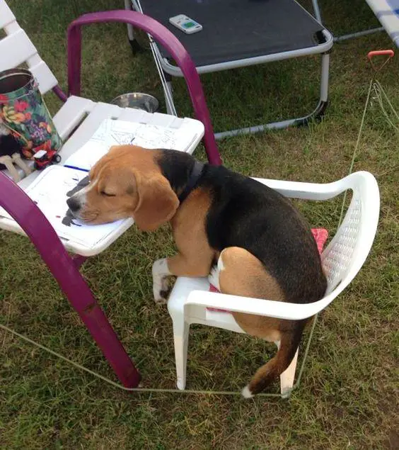 Beagle dog while sitting on the chair with its face on the table outdoors