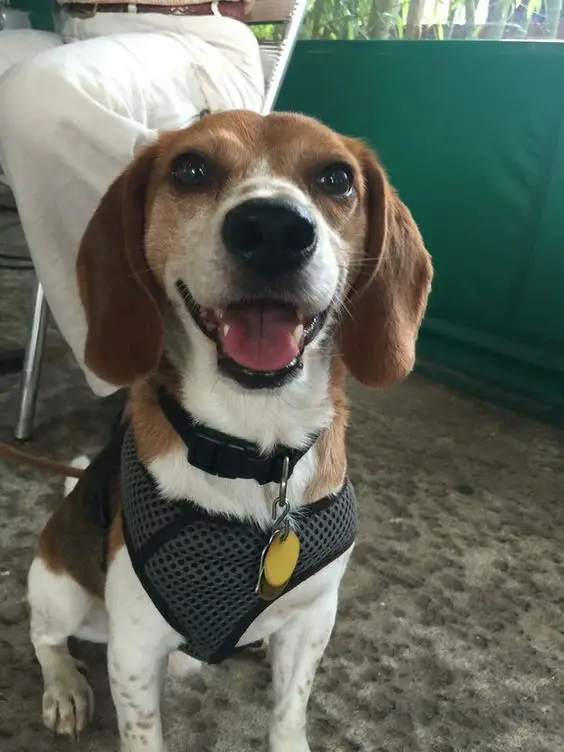 smiling Beagle dog