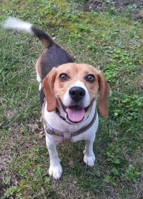 excited Beagle dog