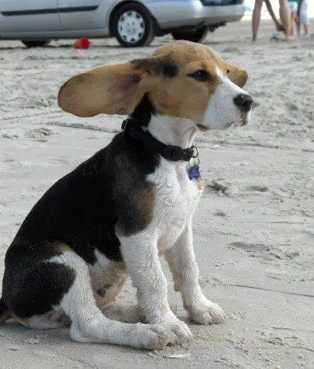 Beagle sitting in sand with wind on its floppy ears