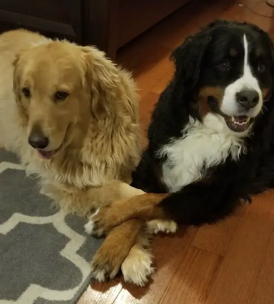 A Bernese Mountain Dog and Golden Retriever lying on the floor with their legs together