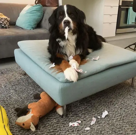 A Bernese Mountain Dog lying on the bed with torn pieces of paper