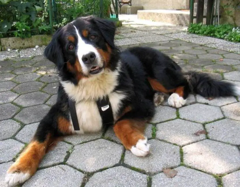 A Bernese Mountain Dog lying on the pavement