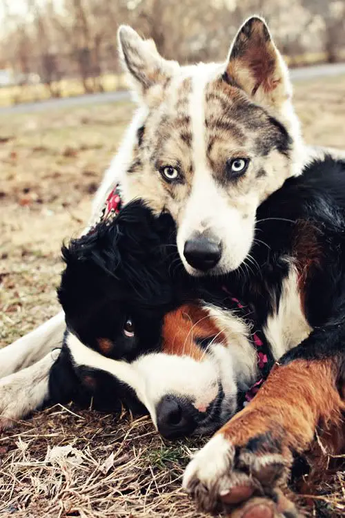 A Bernese Mountain Dog lying on the grass with the face of a husky on top of its neck