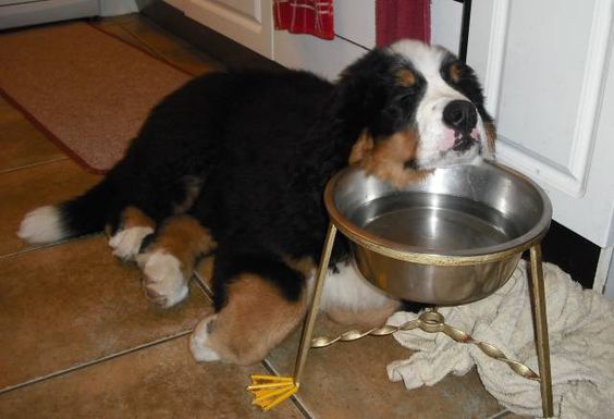 A Bernese Mountain Dog sleeping on the floor with its head on top of its bowl of water