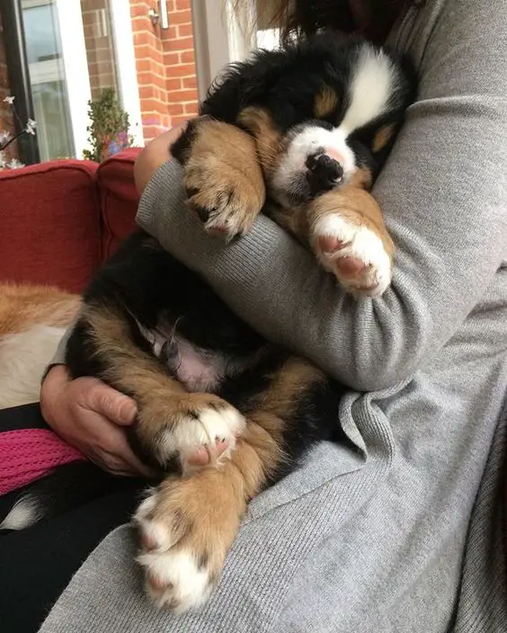 A woman sitting on the couch while carrying a Bernese Mountain puppy