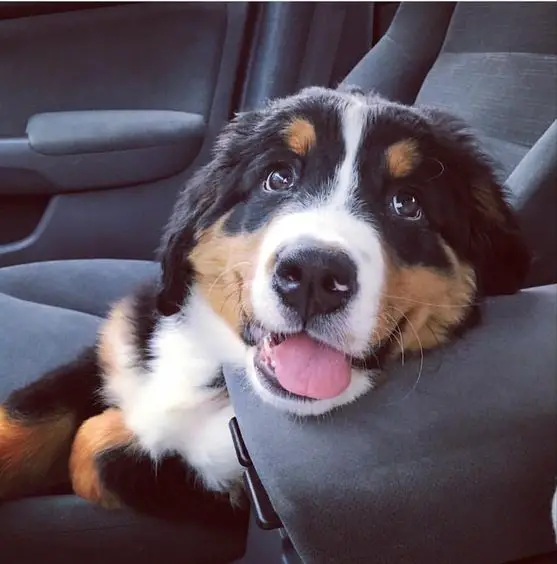 A Bernese Mountain puppy sitting on the passenger seat while smiling