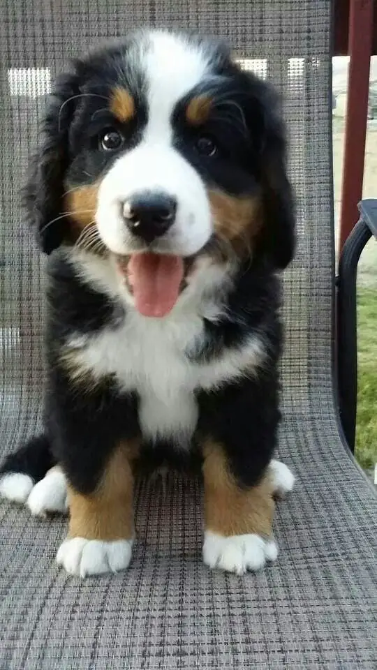 A Bernese Mountain puppy sitting on the chair while smiling with its tongue out