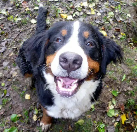 A Bernese Mountain Dog sitting on the ground while looking up and smiling