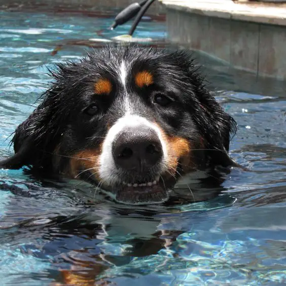 A Bernese Mountain Dog swimming in the pool while smiling