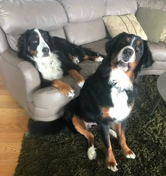 two Bernese Mountain Dog in the living room