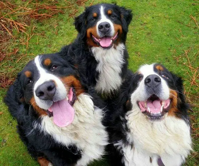 A happy Bernese Mountain Dogs sitting on the grass