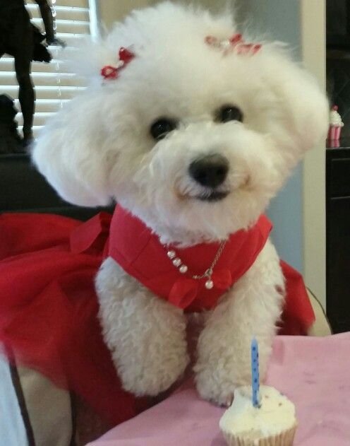 Bichon Frise wearing a cute red dress