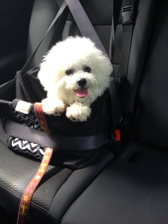 happy Bichon Frise sitting inside the car