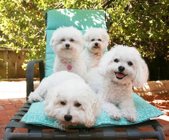four Bichon Frises resting on the chair