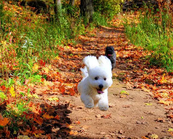running Bichon Frise in the forest