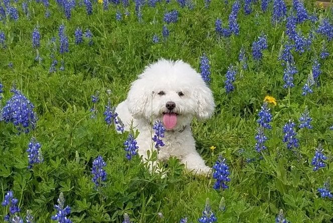 Bichon Frise in the middle of the field of flowers