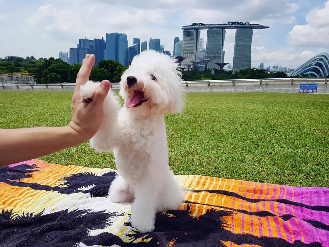 Bichon Frise high-five with its owner at the park