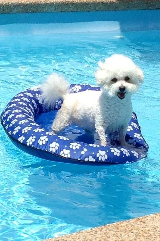 Bichon Frise standing on top of the floaties in the pool