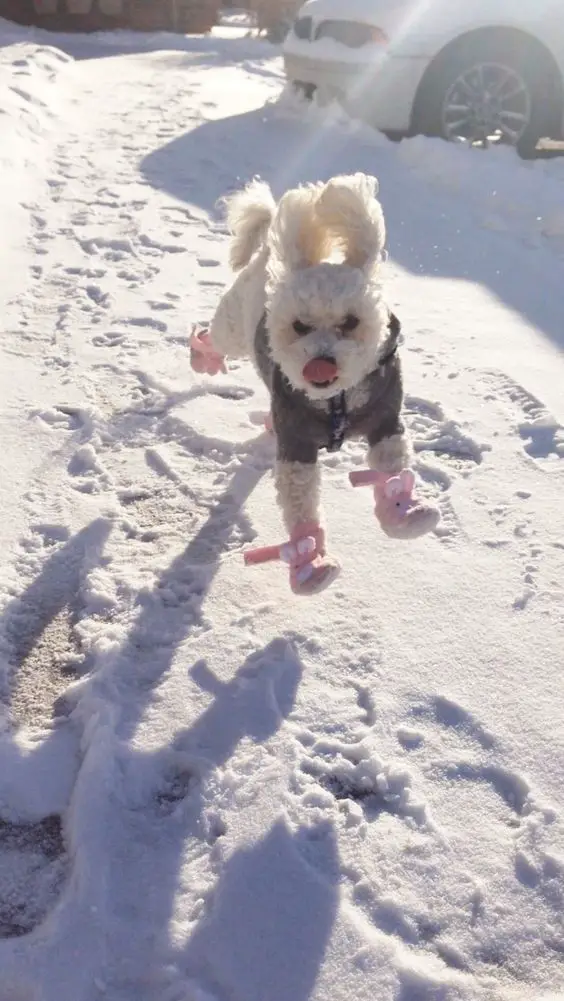 Bichon Frise running outdoors in snow