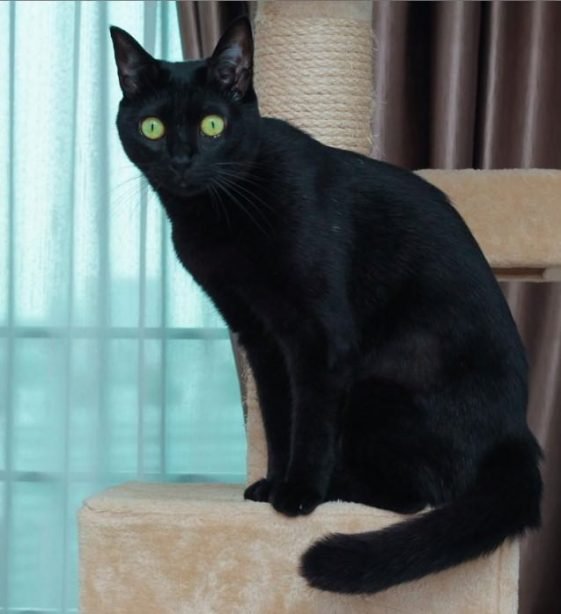 130 Gothic Cat Names