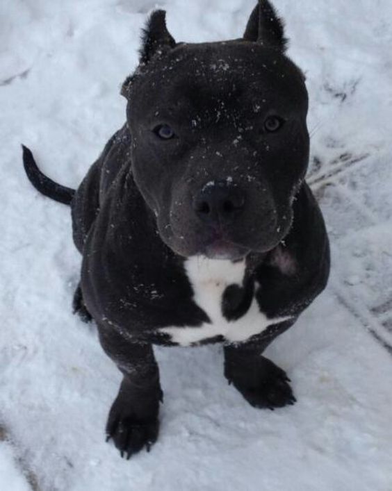 22 Black Pitbull Dog Names - The Paws