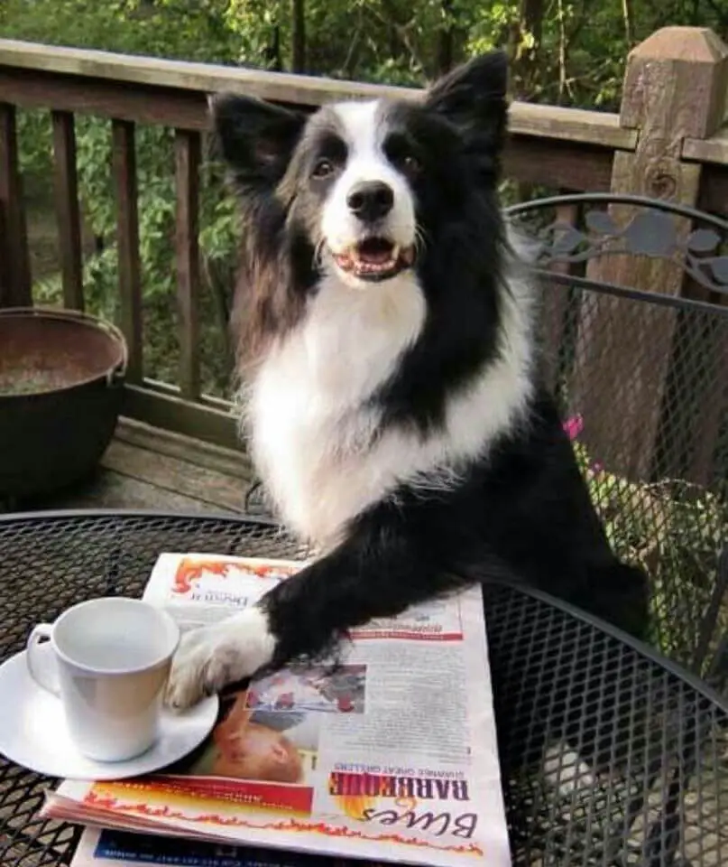 Border Collie sitting on a chair in the garden with its paws touching the cup in the table