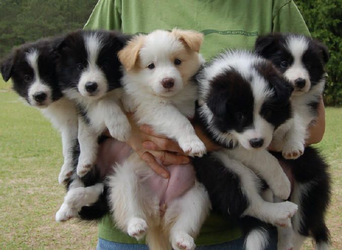 carrying Border Collie puppies