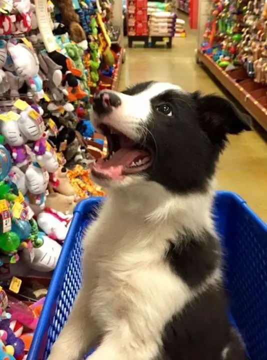 Border Collie dog in a push cart looking at stuffed toys
