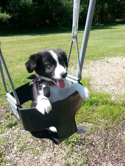 Border Collie puppy in the swing