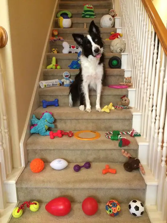 Border Collie sitting on the stairs with toys scattered around