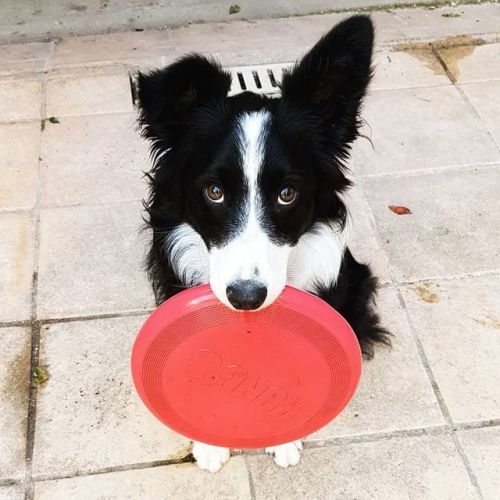 Border Collie with its bowl in its mouth and showing its begging eyes