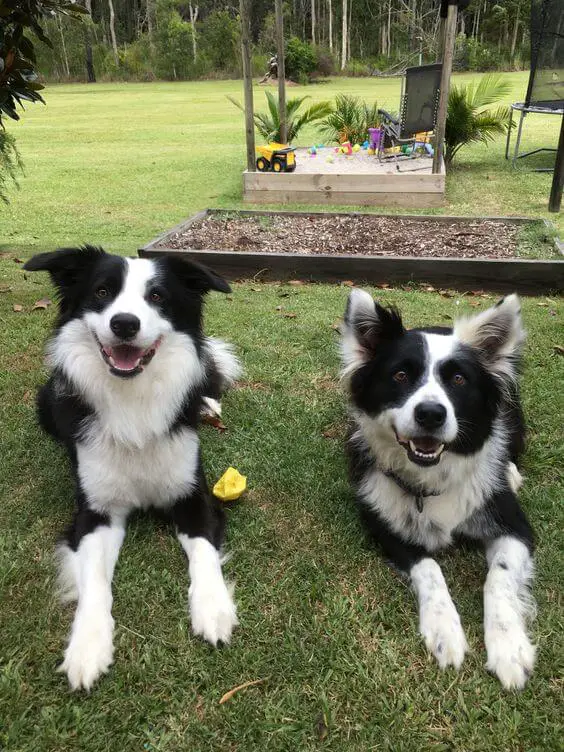 two Border Collie resting on the grass
