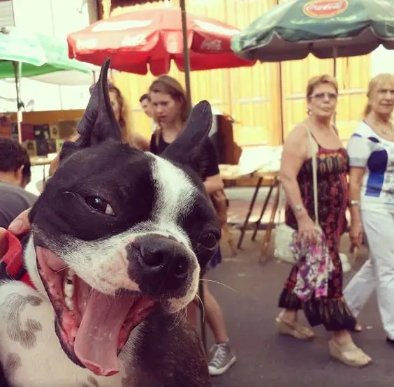smiling photobomber Boston Terrier