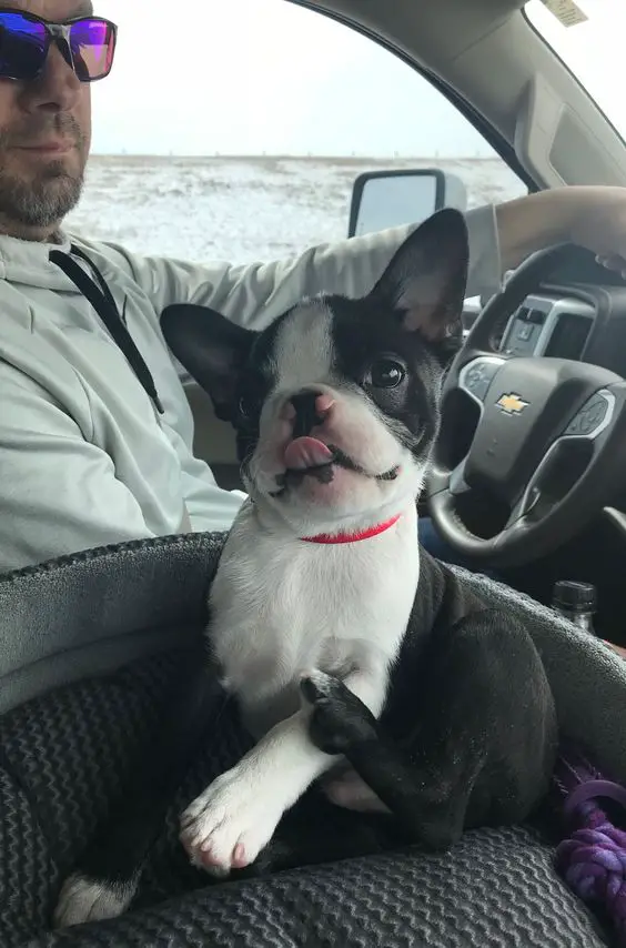Boston Terrier sitting inside the car while sticking its tongue out beside its owner
