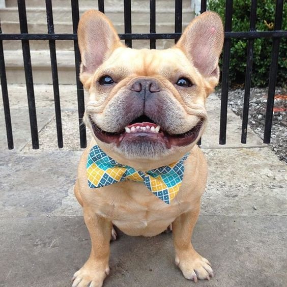 smiling Boston Terrier wearing a colorful ribbon neck tie