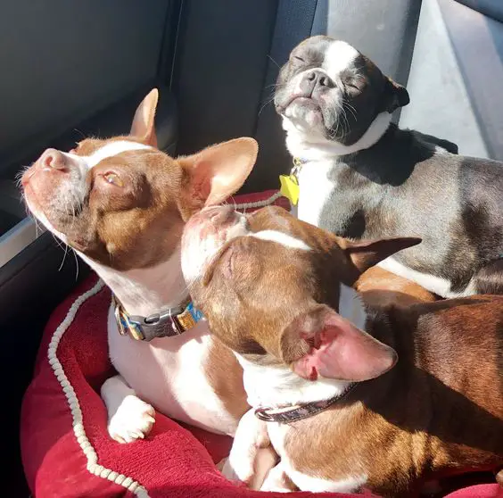 three Boston Terriers enjoying the sun while sitting in the car
