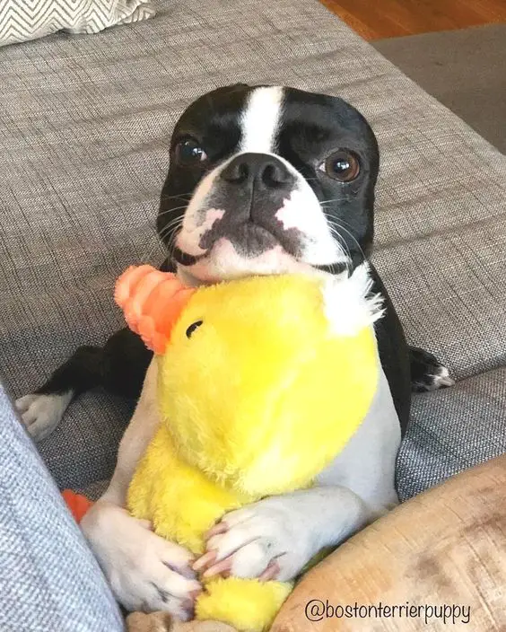 Boston Terrier dog hugging its duck stuffed toy on the couch