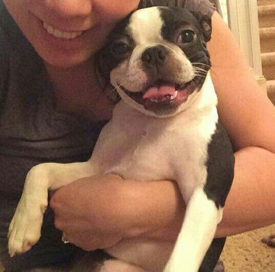 Boston Terrier smiling white being carried by its owner