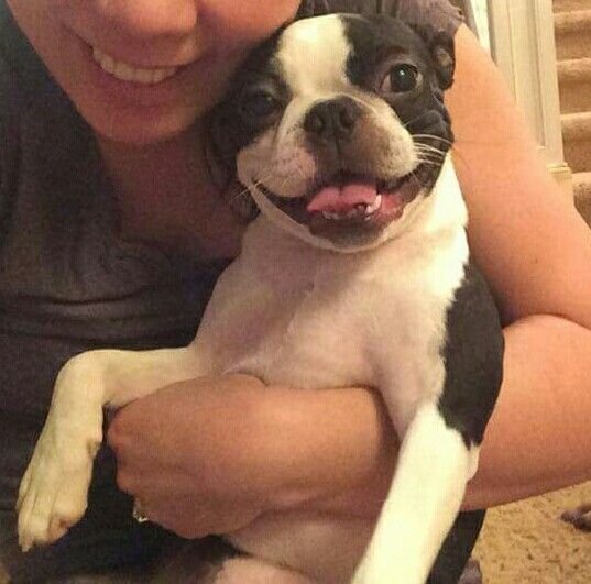 Boston Terrier smiling white being carried by its owner