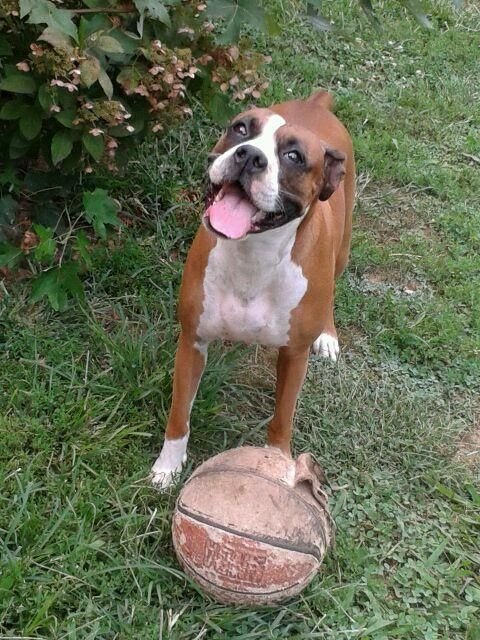 smiling Boxer in the garden with a ball