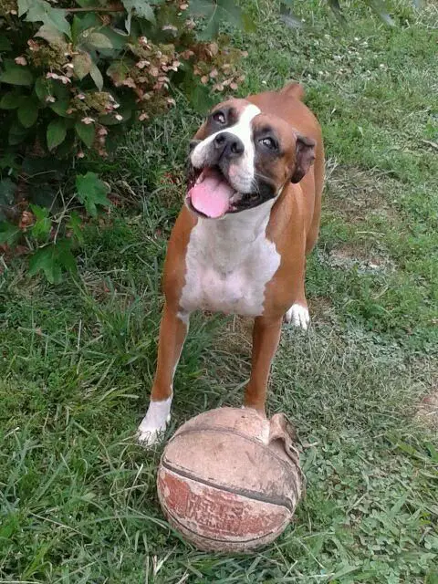 smiling Boxer in the garden with a ball
