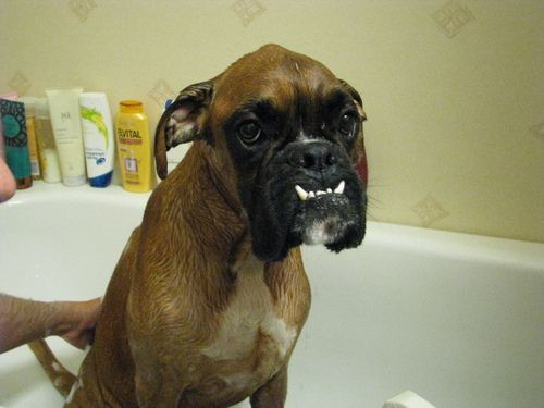Boxer dog having a bath with grumpy face