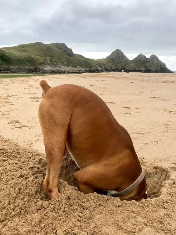 Boxer digging a hole in the sand